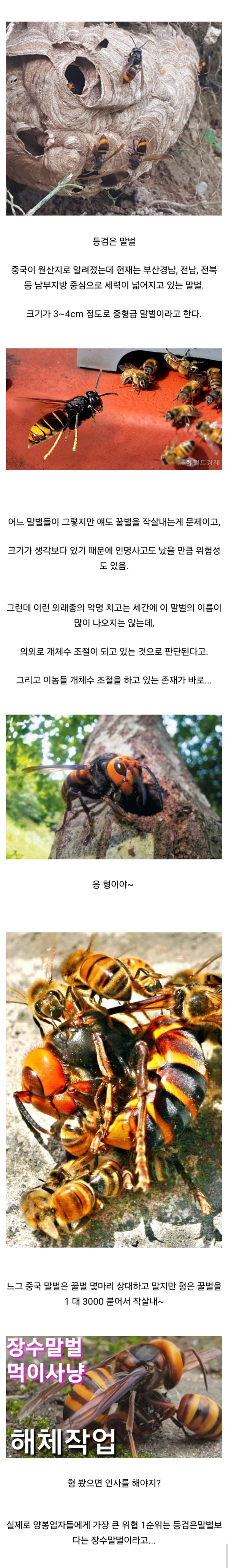 국내에 침투한 외래종 