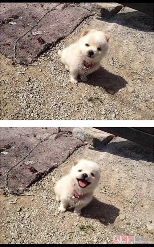 세상 무해한 사진