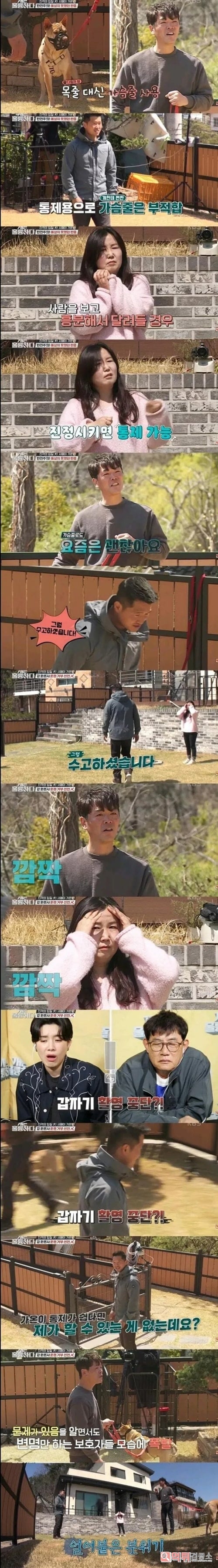 개물림 사고 원인  개주인