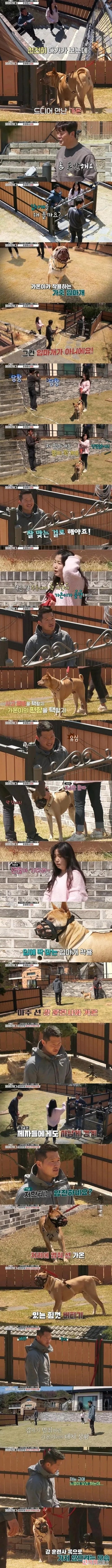 개물림 사고 원인  개주인